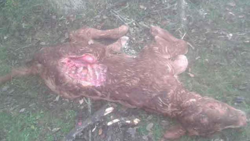 Ternero matado por los lobos en la dehesa Santa Marina, de Cabañas de Sayago.