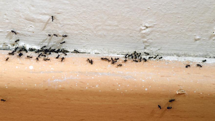 Cómo eliminar las invasiones de hormigas.