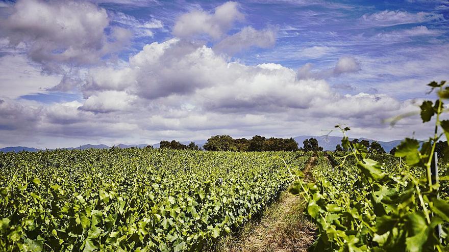 Empordàlia obté en aquesta verema el seu primer raïm ecològic