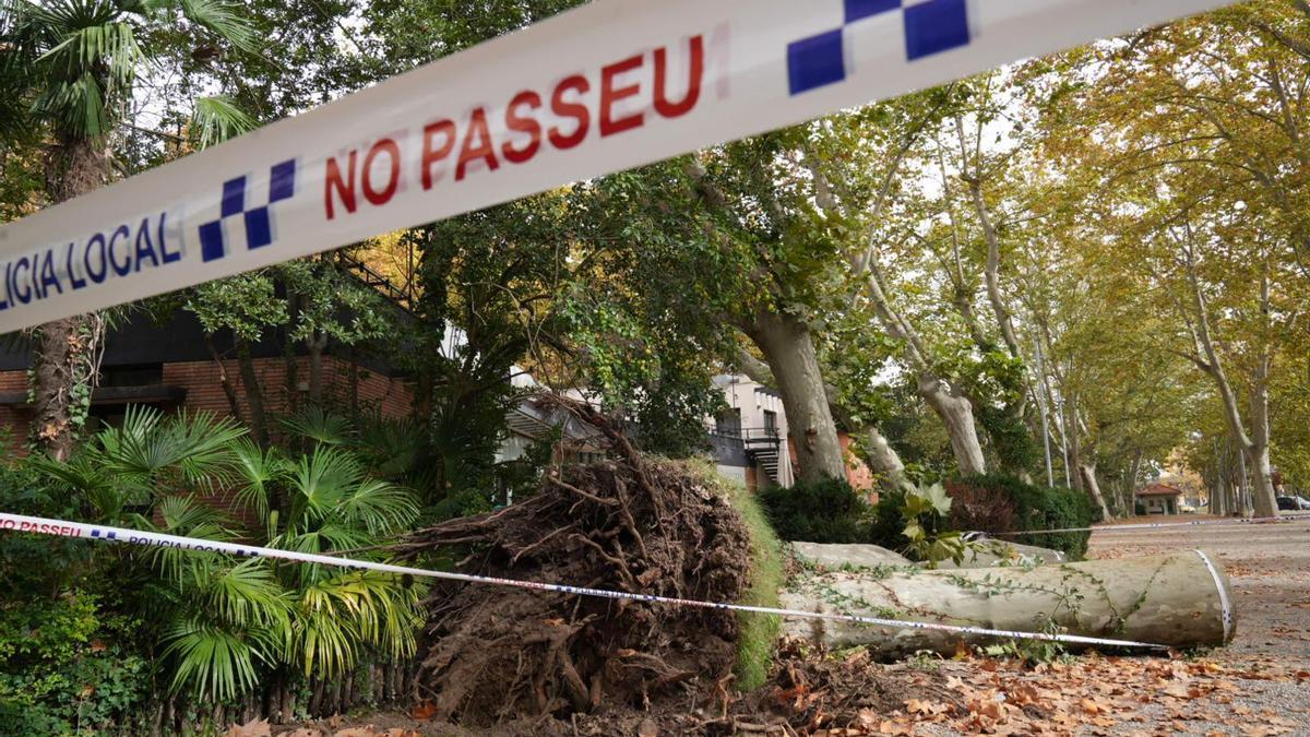 Una cintena impedeix el pas al plàtan caigut al parc de la Devesa fa uns dies.