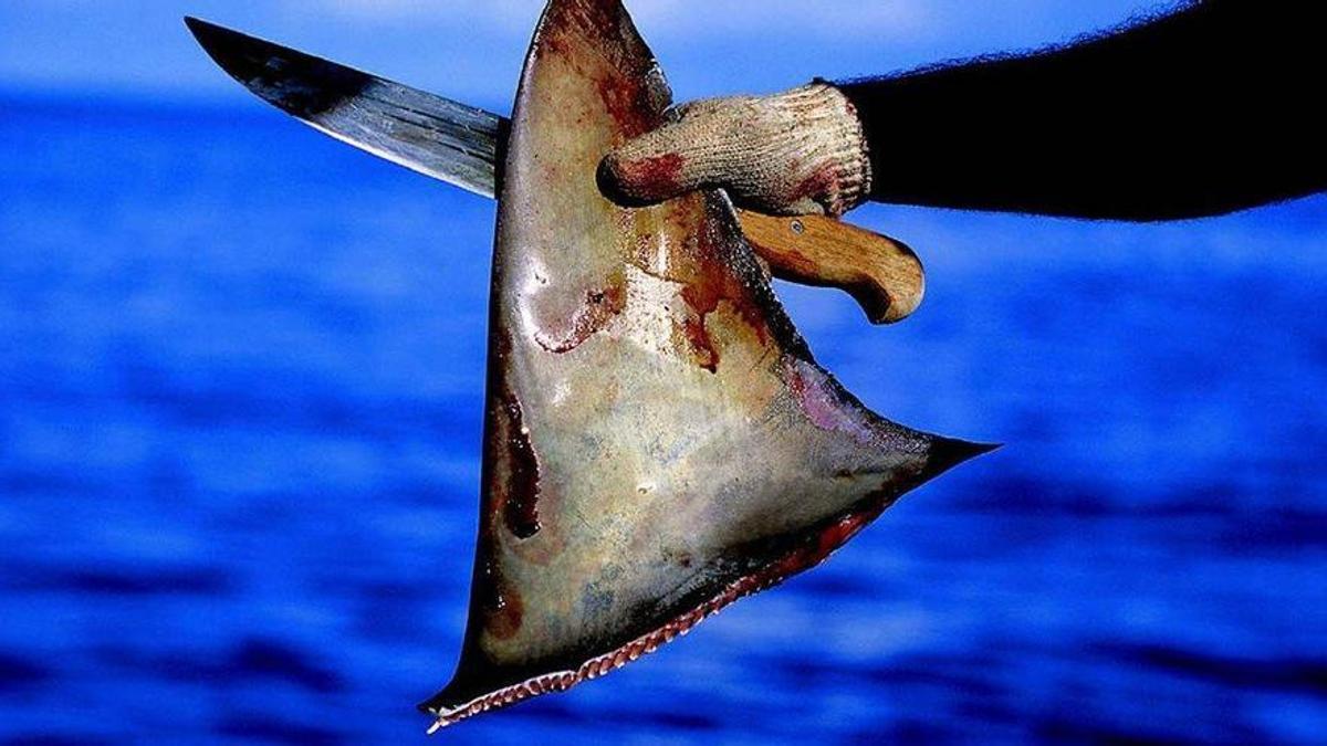 Imagen de archivo de una aleta de tiburón arrancada del animal