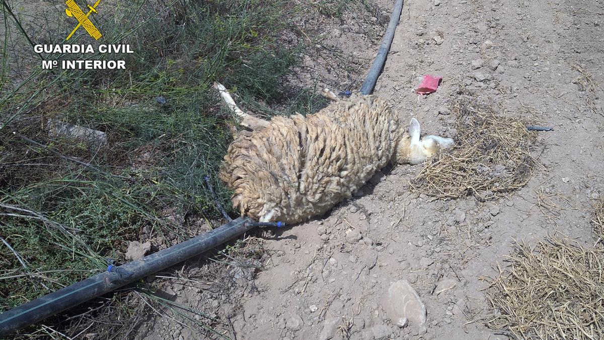 Oveja muerta, cerca de la finca registrada por la Guardia Civil.