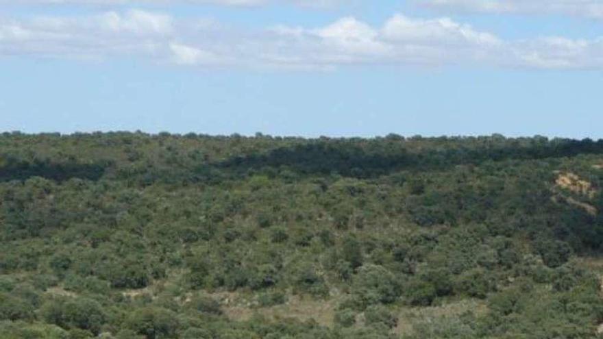 Encinar que se conserva en Monte la Reina.