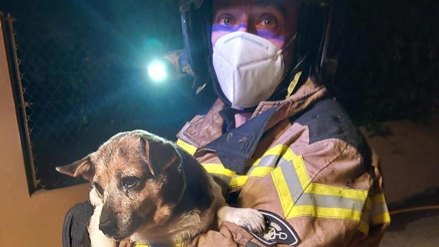 Un bombero sostiene a la perra rescatada en el incendio.