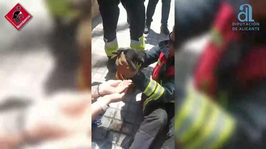 Bomberos rescatan en Elche un gato que se encontraba en el interior del motor de un coche