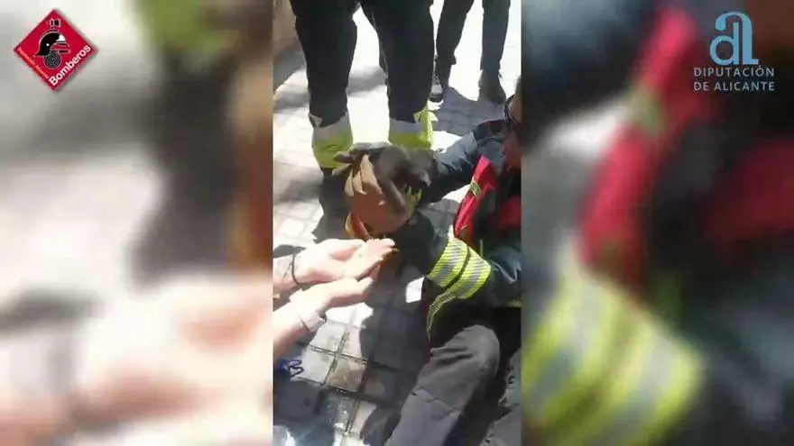 Bomberos rescatan en Elche un gato que se encontraba en el interior del motor de un coche