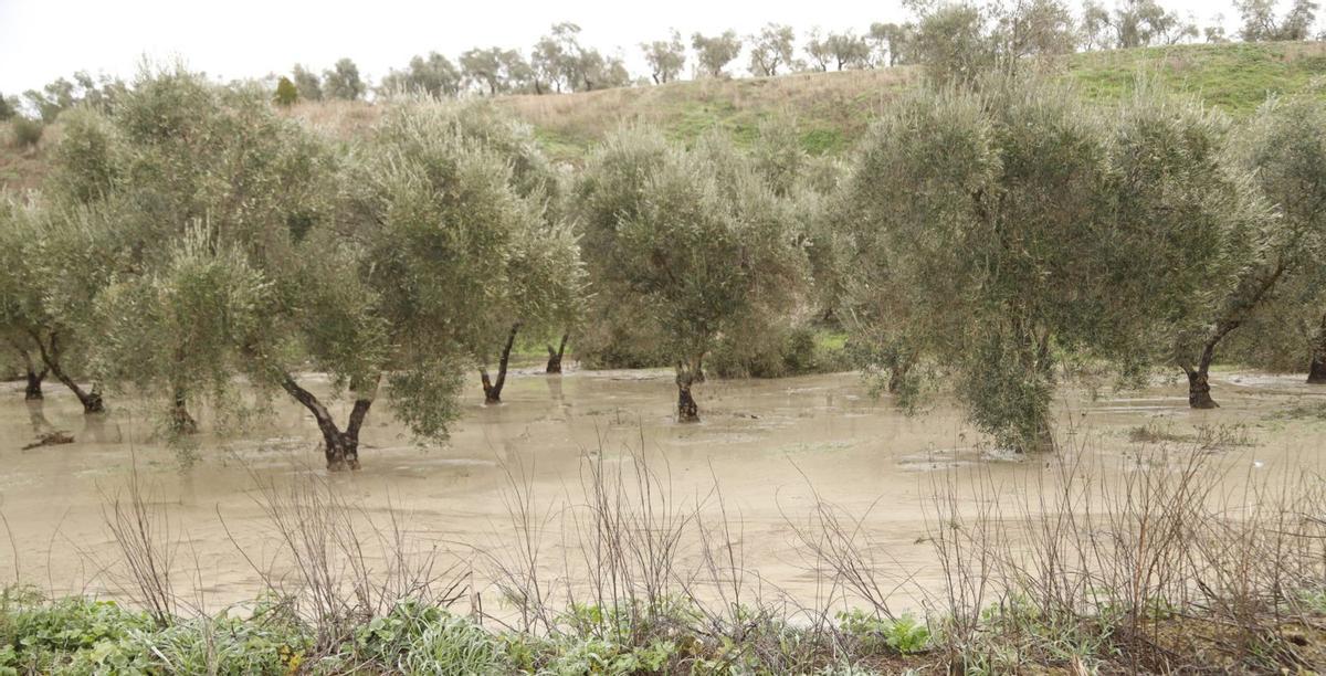 Un olivar inundado en Córdoba la semana pasada, tras el paso de la borrasca Kristin.  | A. J. GONZÁLEZ