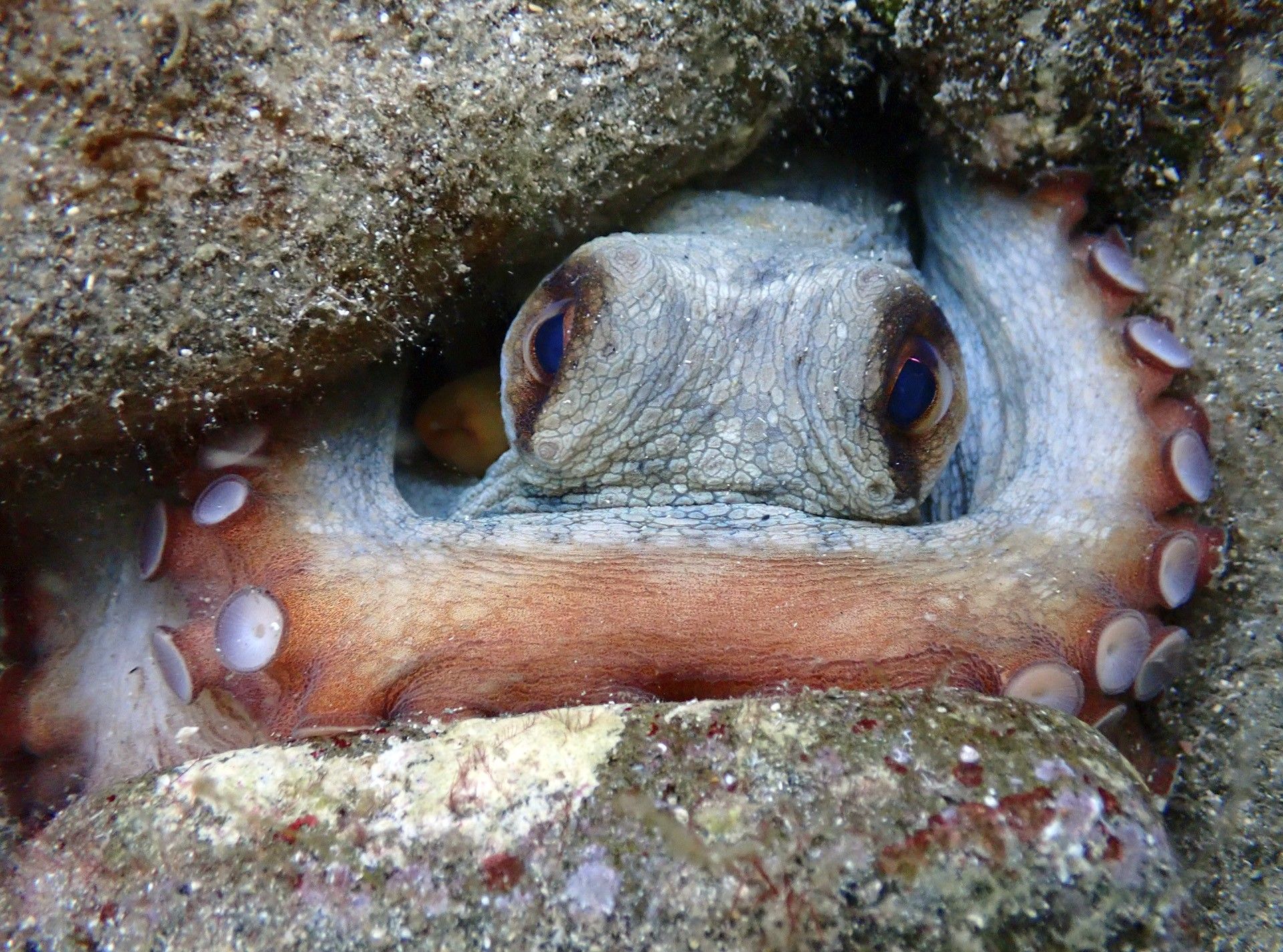 Estas son las fotos ganadoras del Certamen para la Conservación del Mar Balear