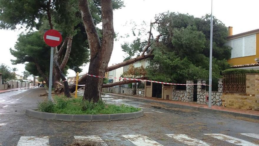 El temporal de levante derriba árboles y farolas y anega viales en Torrevieja
