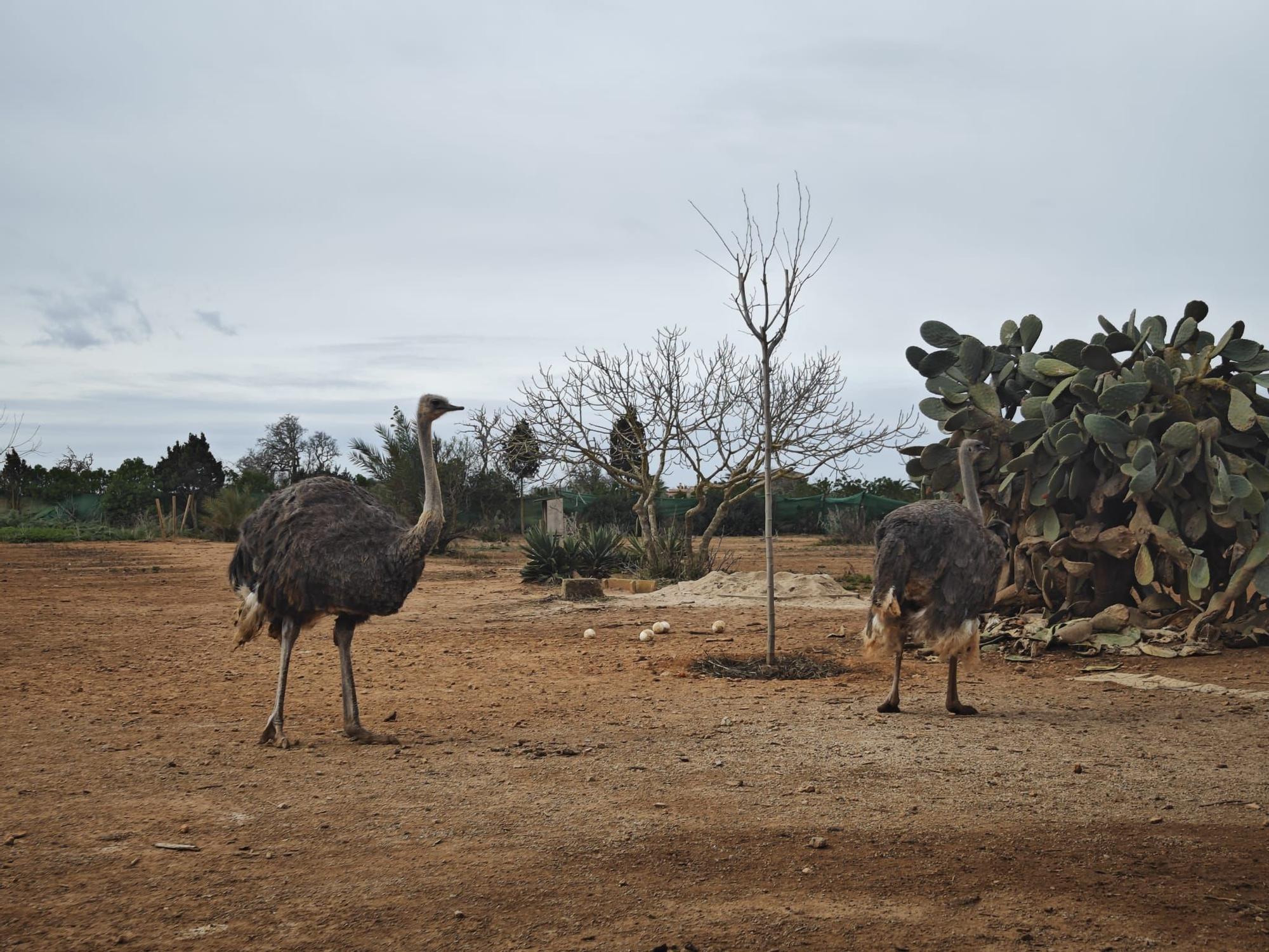 Fotos | La granja de avestruces de Mallorca, en imágenes