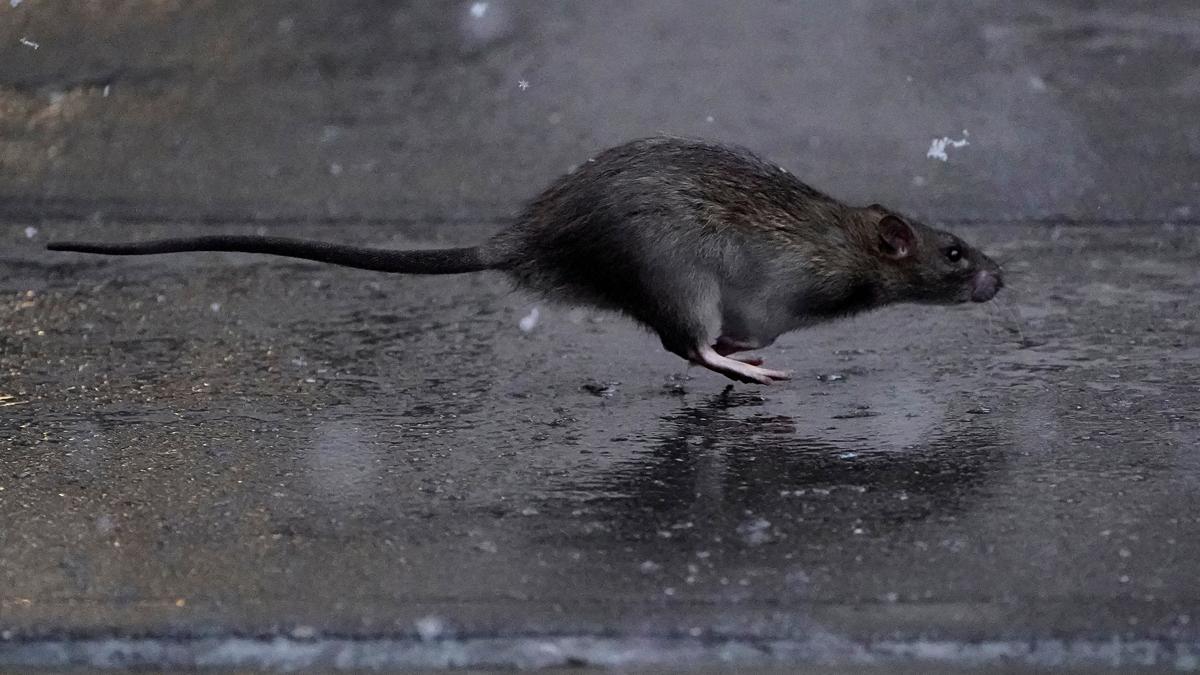 Una rata, por las calles de Nueva York