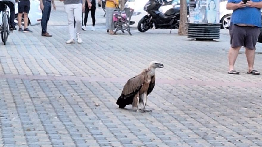 Rescatan a un buitre que había aparecido en una calle de Alcolea