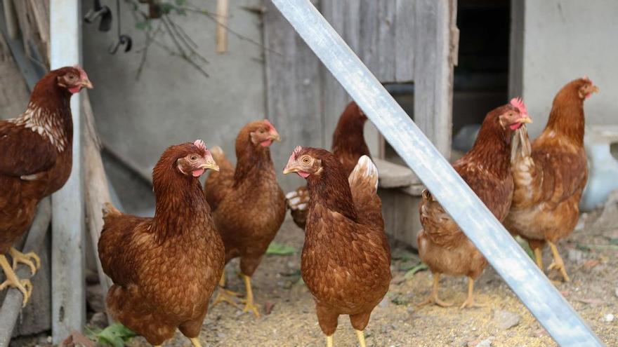El Gobierno mantiene el confinamiento de aves de corral en 45 municipios de Alicante