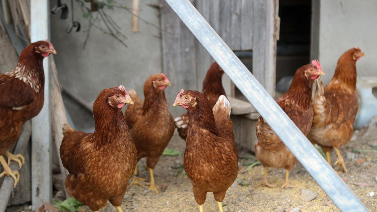 El Gobierno mantiene el confinamiento de aves de corral en 45 municipios de Alicante