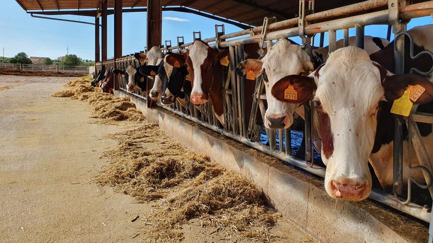 Los ganaderos crean una cooperativa lechera de Mallorca