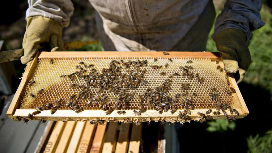 500.000 abejas en un jardín de València