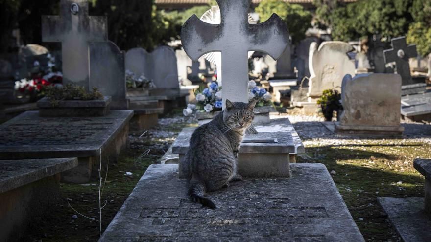 Los gatos del Cementerio General en Todos los Santos