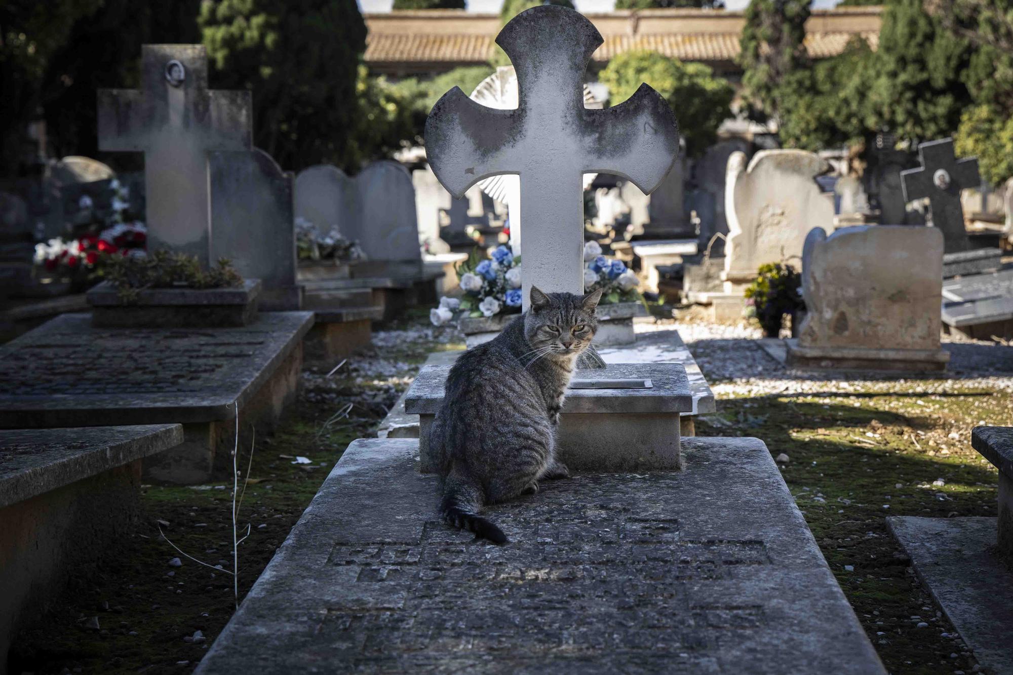 Los gatos del Cementerio General en Todos los Santos