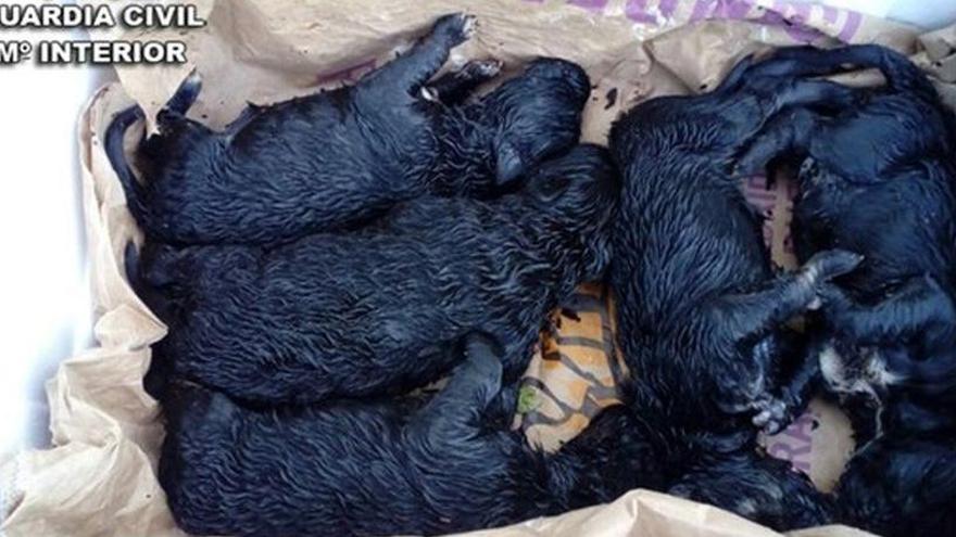 El Seprona rescata a cinco cachorros arrojados a la basura en Pontevedra