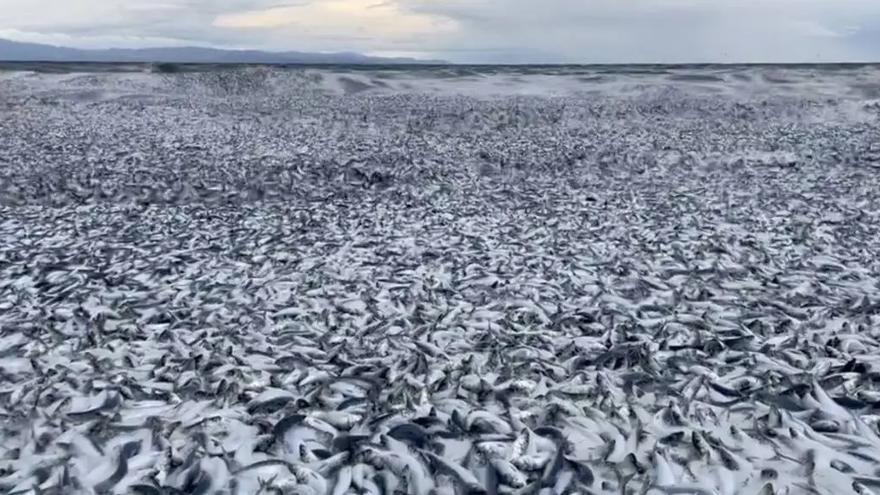 Miles de peces aparecen muertos en la costa de Japón