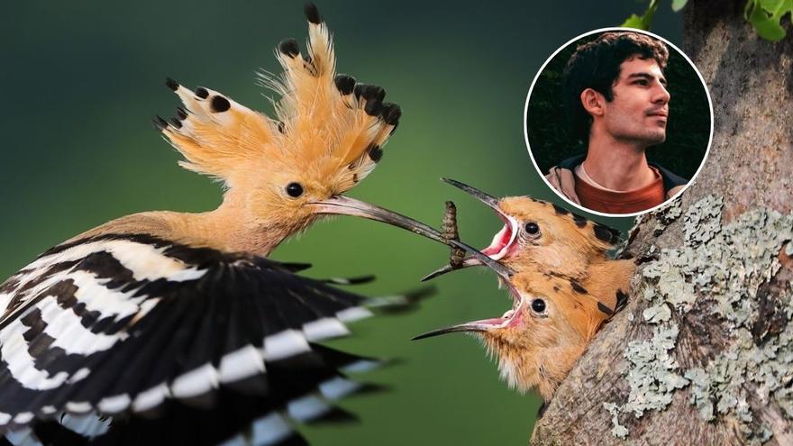 &quot;Nuestros abuelos la veían con frecuencia&quot;: este es uno de los animales más curiosos de Canarias que ya casi nadie consigue ver