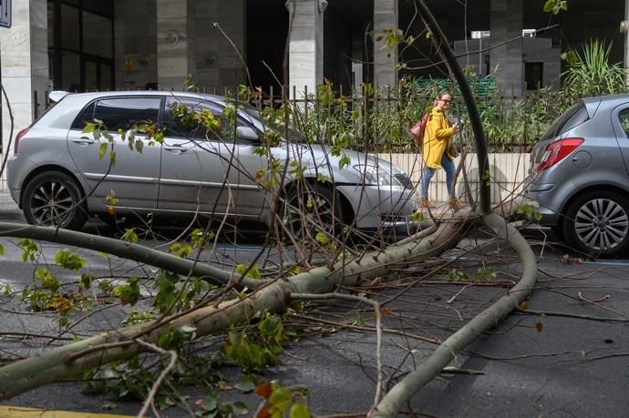 Caída de un árbol Een la calle Paseo Cayetano de Lugo,zona Presidencia del Gobierno de Canarias  | 04/02/2020 | Fotógrafo: Tony Hernández