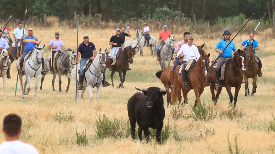 GALERÍA | Encierro mixto en Vadillo de la Guareña