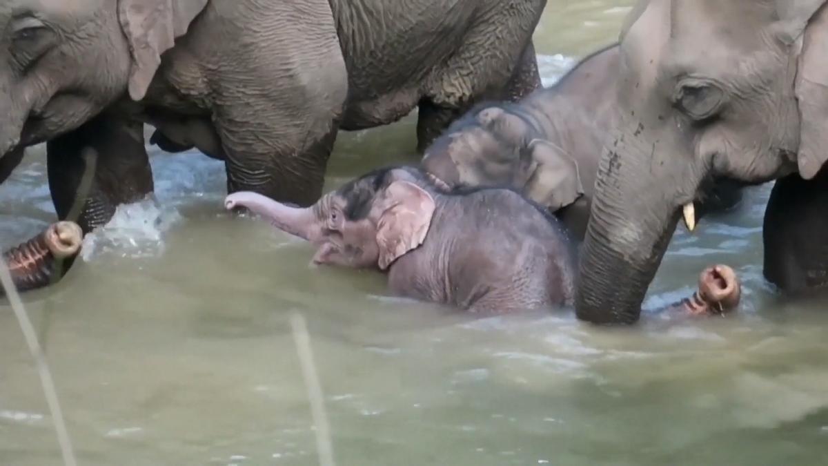 VIRAL VÍDEO ELEFANTE ASIÁTICO | Nace en China una cría de elefante asiático de 158 kilos, la más grande registrada en la zona