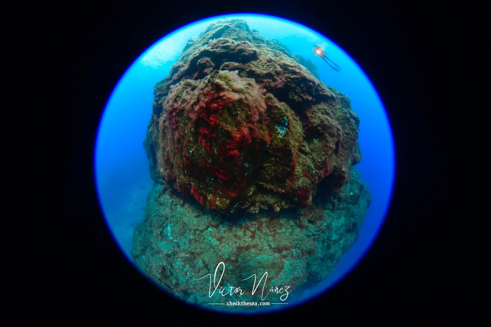 Imágenes del Campeonato de Foto Submarina de El Hierro