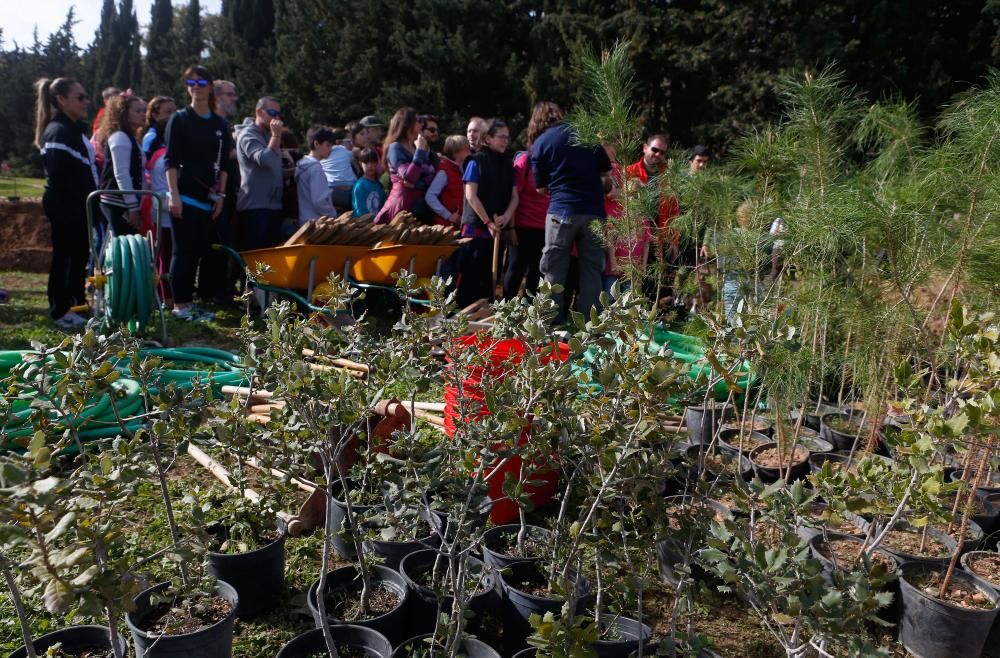 Los palmesanos siembran 300 árboles y plantas arbustivas en el parque de Sa Riera