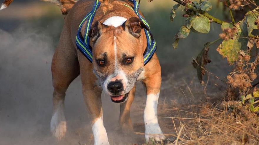 Así son los perros que han atacado a Sandra Gómez