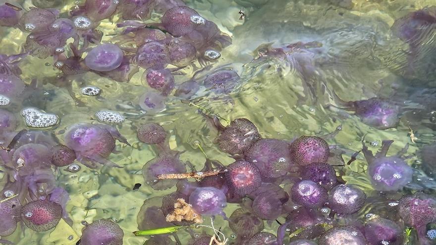 Invasión inédita de medusas en una playa de Xàbia