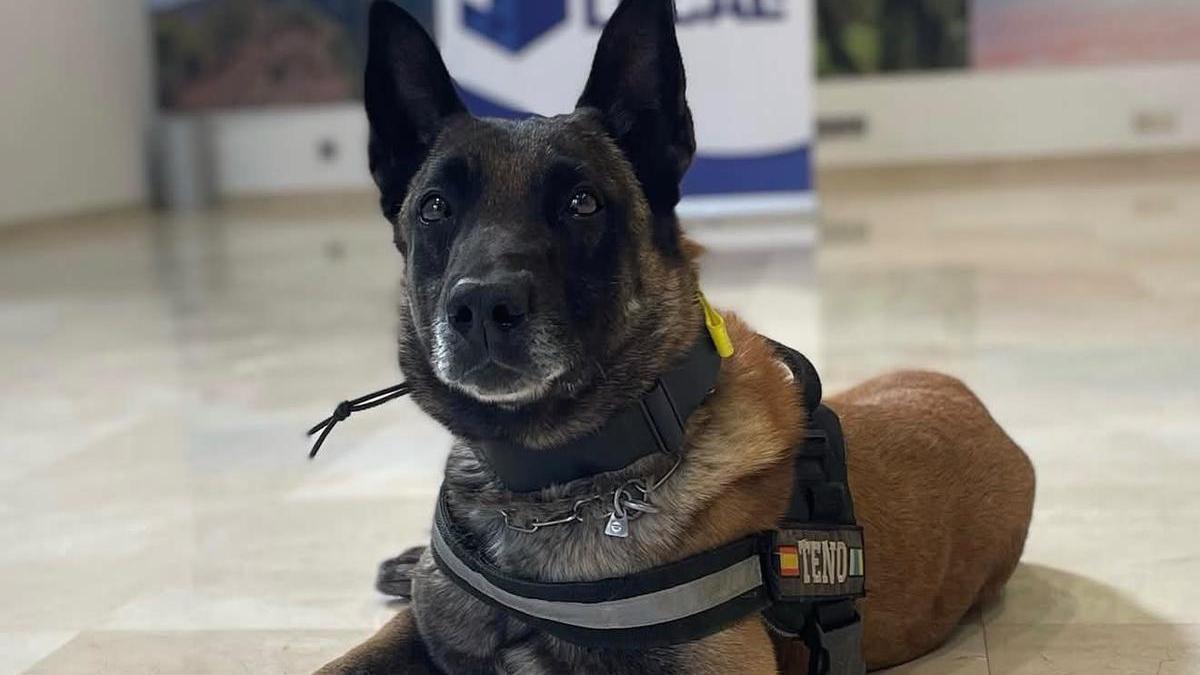 'Teno', miembro de la Unidad Canina de la Policía Local de Santa Cruz de Tenerife
