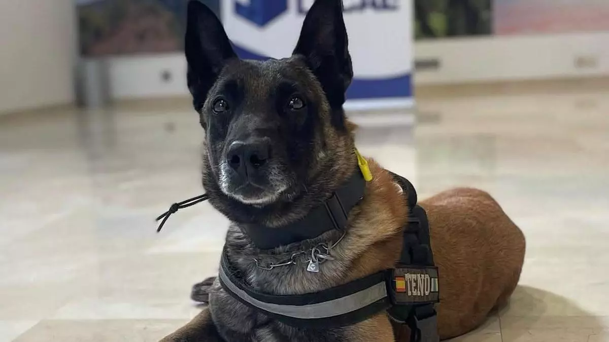 Entrañable adiós a 'Teno', miembro de la Unidad Canida de la Policía Local de Santa Cruz de Tenerife