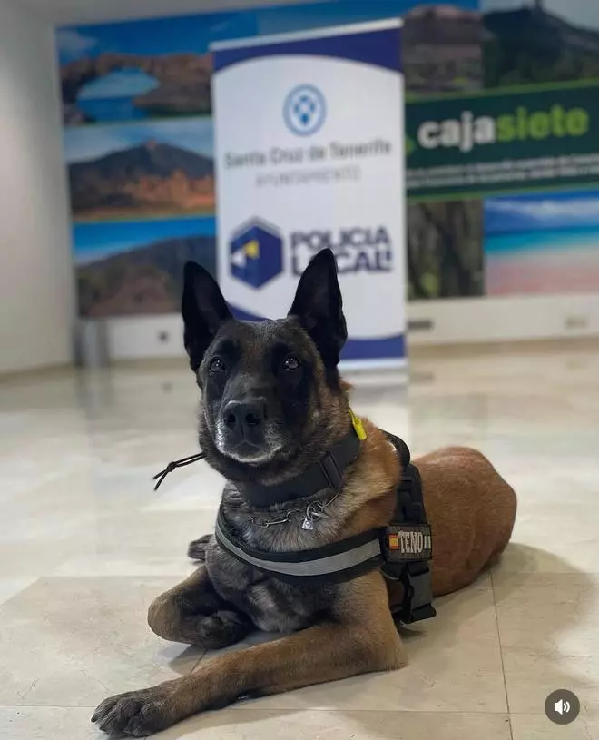'Teno', miembro de la Unidad Canina de la Policía Local de Santa Cruz de Tenerife