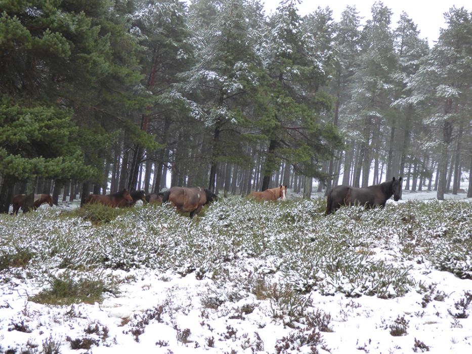 Caballos comiendo hierba en Las Tabiernas, en Tineo