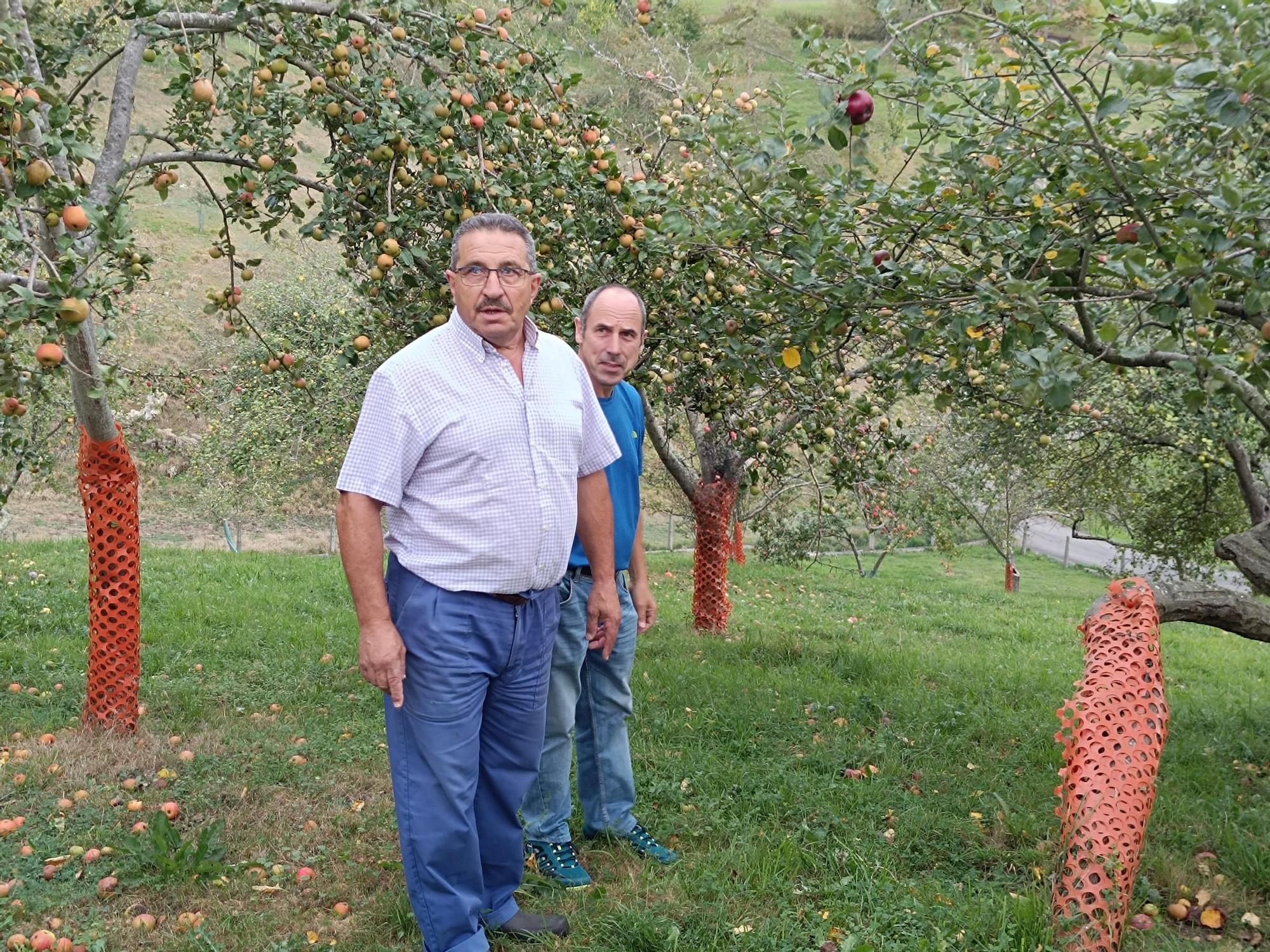 Las pomaradas de Muñó, el tesoro de Asturias