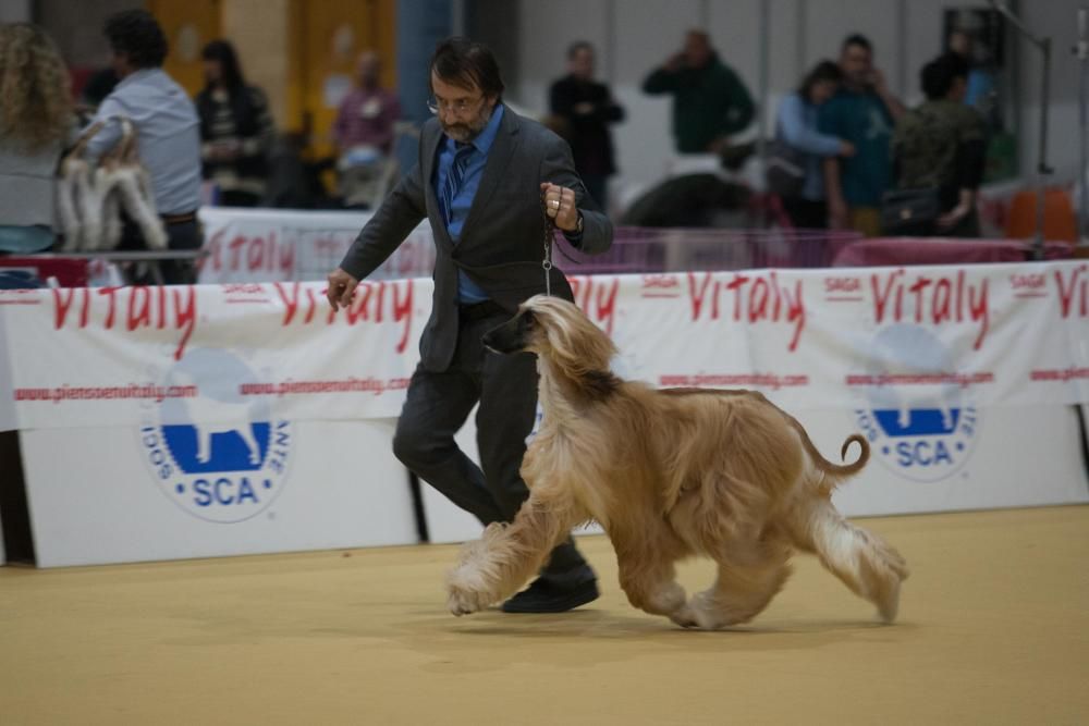 La Mascotada da brillo a Expocachorro