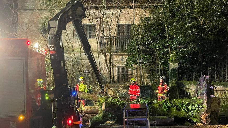 Un árbol centenario se desploma en la Praza de España