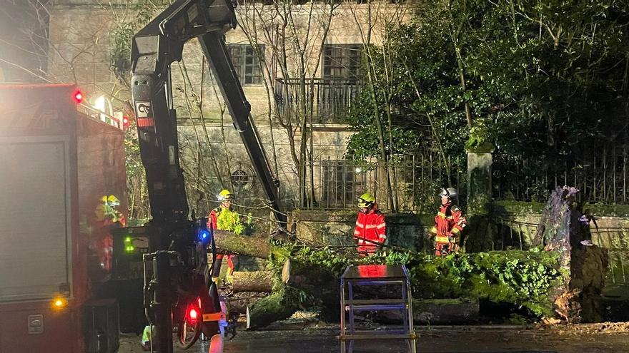 Un árbol de grandes dimensiones se desploma en la Praza de España