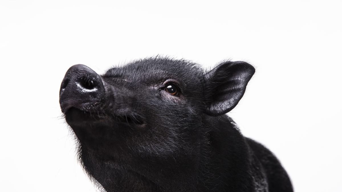 De mascotas exóticas a invasores ecológicos: ¡La impactante verdad detrás del cerdo vietnamita en España!
