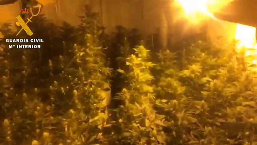 Operación de la Guardia Civil contra el cultivo de marihuana en Cáceres