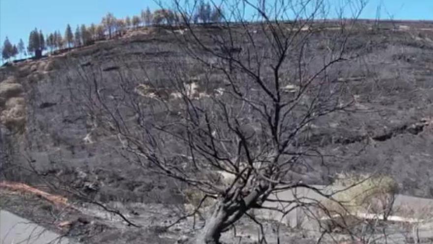 Las zonas afectadas por el incendio en las cumbres de Gran Canaria