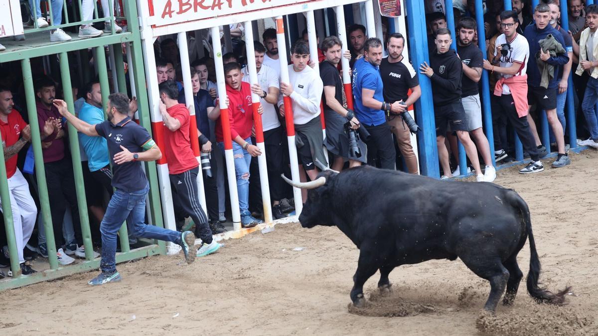 Bous al carrer en Almassora, el pasado mes de mayo.