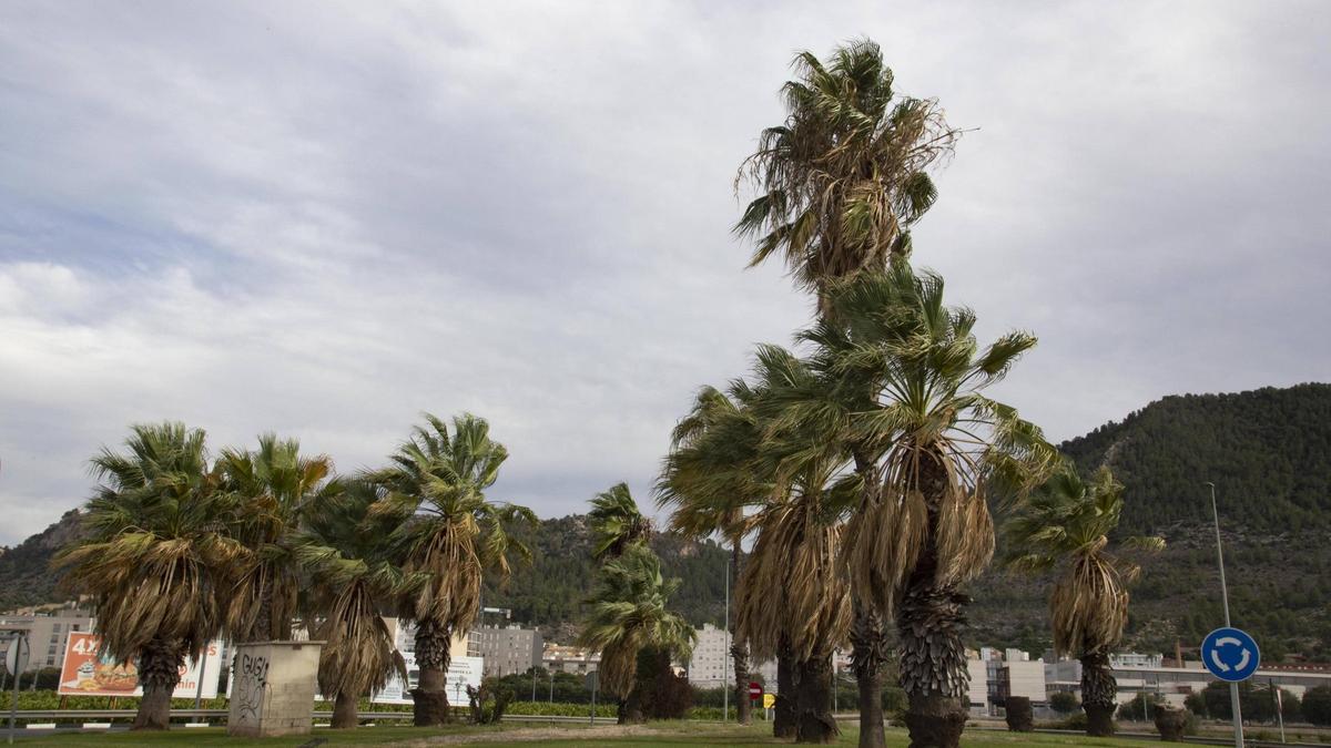 Palmeras mecidas por el viento en una rotonda de Xàtiva, en una imagen de archivo.