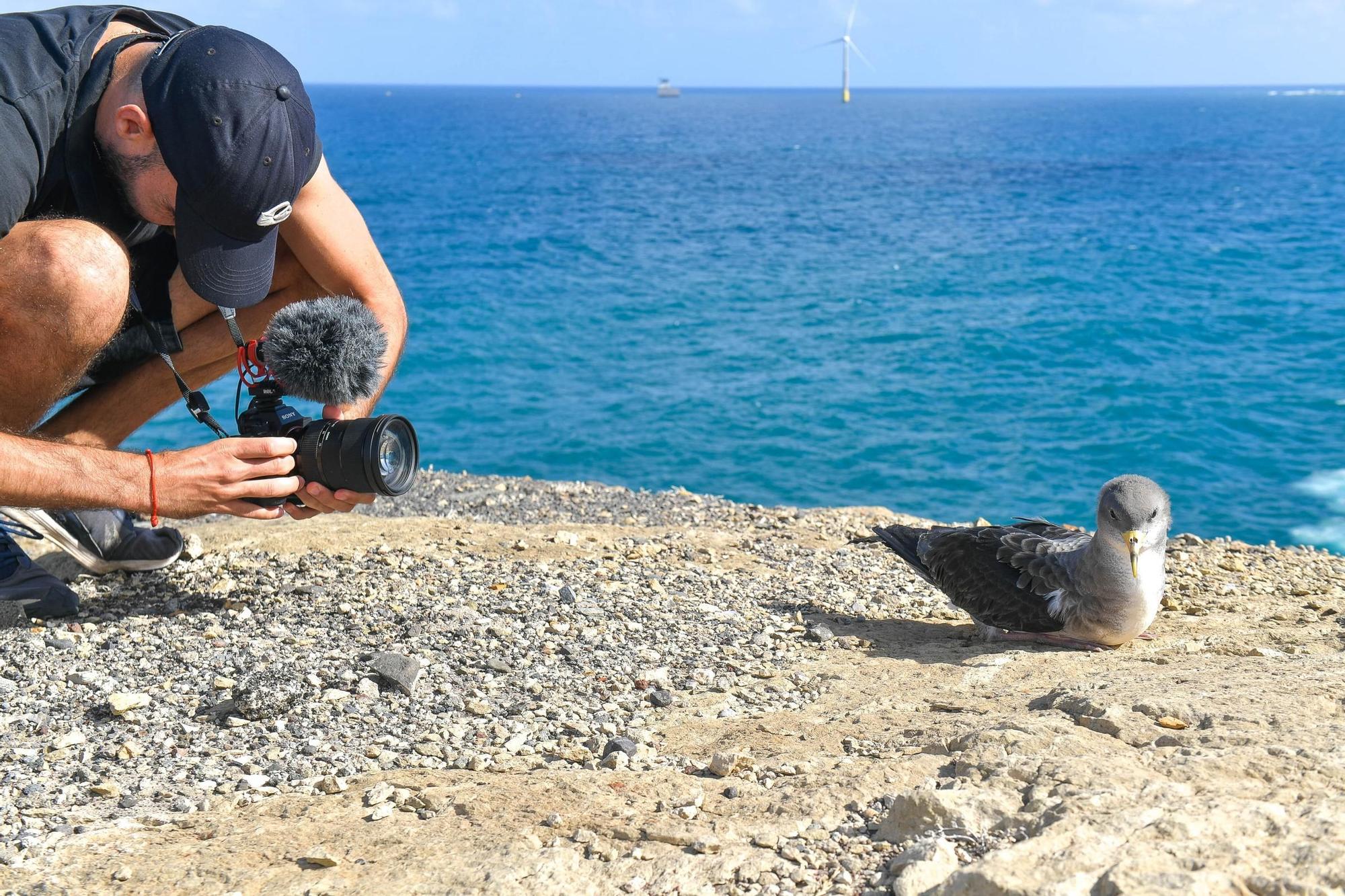 Benito y Fabio sueltan dos pardelas en el Mirador del Tritón