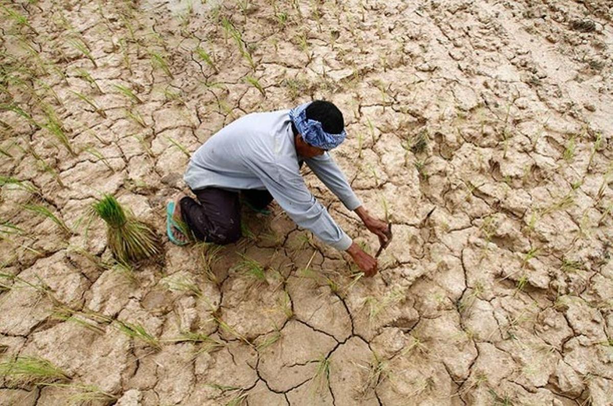 Un pagès planta arròs en un camp erm de cultiu a la província de Kampong Seu, Cambodja. Una dura sequera ha castigat el país en la que havia de ser la seva estació plujosa, i ha destrossat més de 100.000 hectàrees de cultiu.