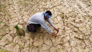 Un pagès planta arròs en un camp erm de cultiu a la província de Kampong Seu, Cambodja. Una dura sequera ha castigat el país en la que havia de ser la seva estació plujosa, i ha destrossat més de 100.000 hectàrees de cultiu.