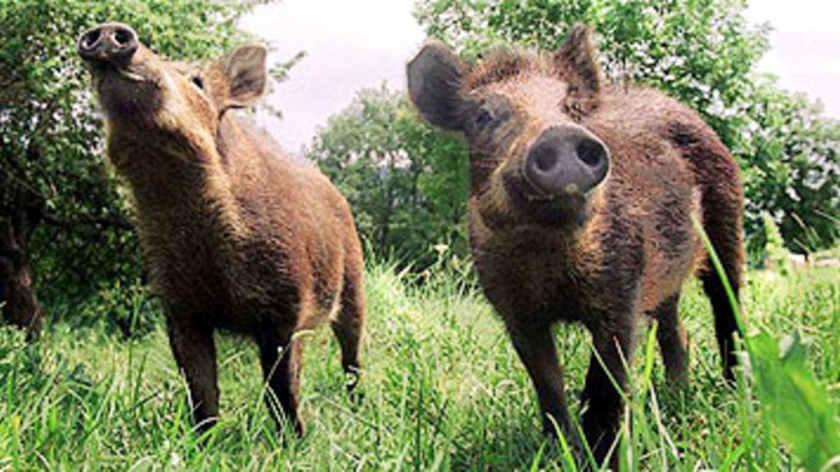 Jabalíes en las proximidades de Vidrà (Osona).