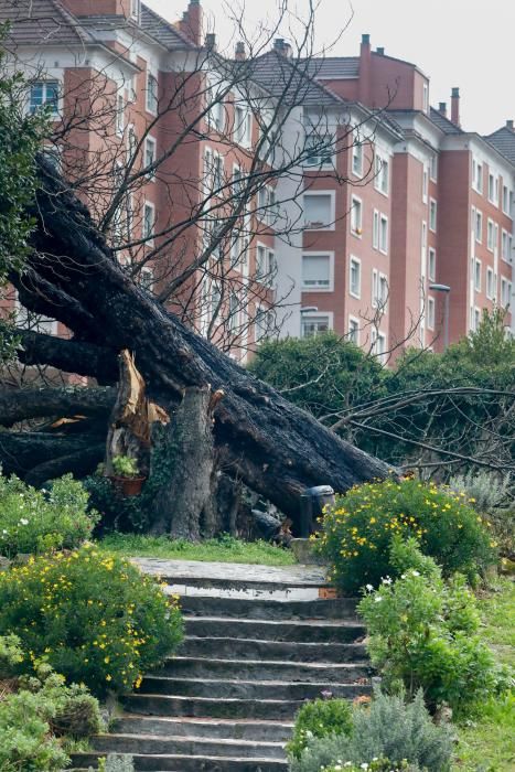 Daños del temporal en Gijón.